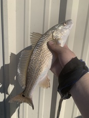 Sciaenops ocellatus