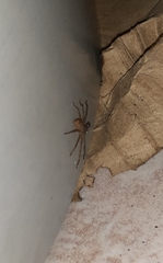 Heteropoda venatoria