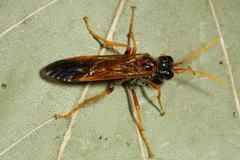 Tenthredo campestris