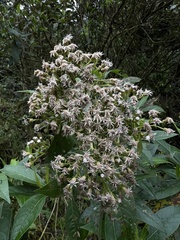Ageratina popayanensis