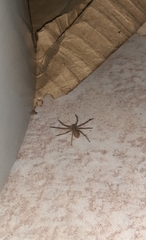 Heteropoda venatoria