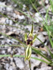 Caladenia attingens
