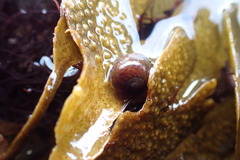 Littorina obtusata