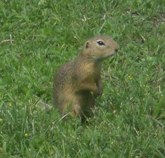 Spermophilus citellus