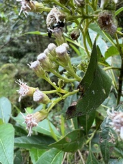 Ageratina popayanensis