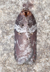 Acleris celiana