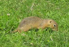 Spermophilus citellus