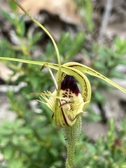 Caladenia attingens