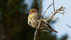 Haemorhous mexicanus