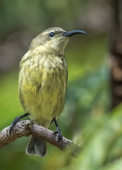 Chalcomitra amethystina