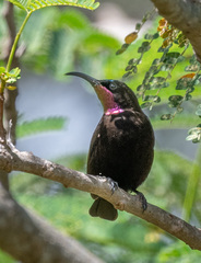 Chalcomitra amethystina