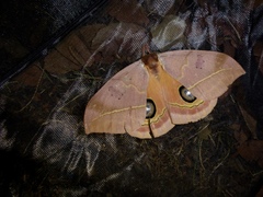 Automeris randa