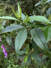 Ageratina popayanensis