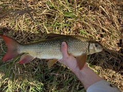 Moxostoma macrolepidotum