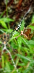 Argiope