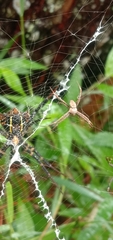 Argiope