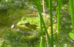 Pelophylax