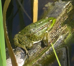 Pelophylax