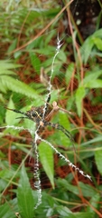 Argiope