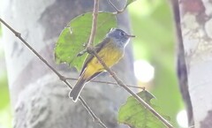 Culicicapa ceylonensis