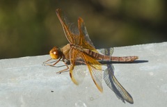 Sympetrum croceolum