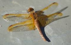 Sympetrum croceolum