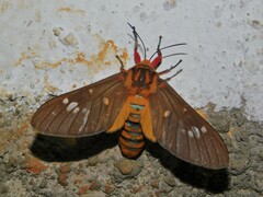 Balacra caeruleifascia