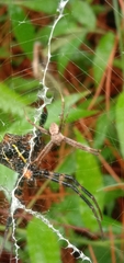 Argiope