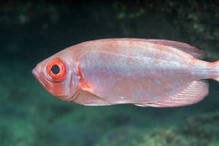 Hawaiian Bigeye photo 2