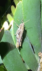 Stenocatantops angustifrons