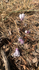 Cyclamen graecum graecum