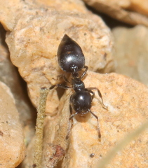 Crematogaster