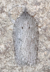 Acleris maximana