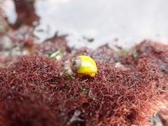 Littorina obtusata