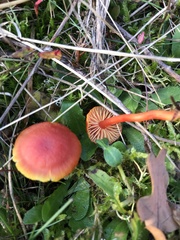 Hygrocybe miniata