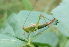 Conocephalus dorsalis