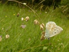 Polyommatus coridon