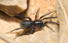 Zelotes