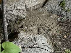 Crotalus mitchellii