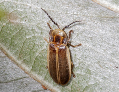 Photinus