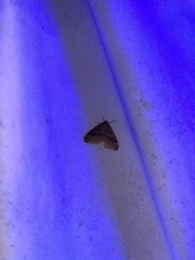 Operophtera bruceata