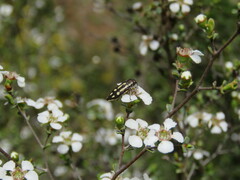 Castiarina crocicolor