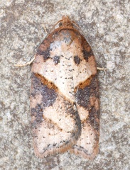 Acleris maccana