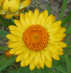 Xerochrysum