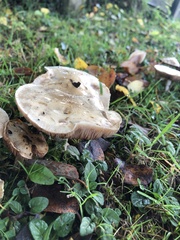 Hebeloma