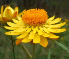 Xerochrysum