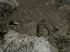 Crotalus mitchellii