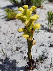 Disa sabulosa