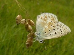 Polyommatus coridon