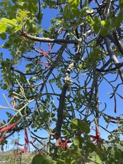 Psittacanthus sonorae